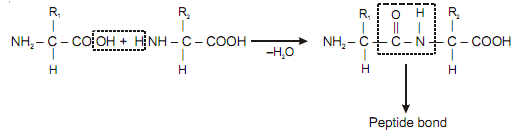 1191_peptide bond.png